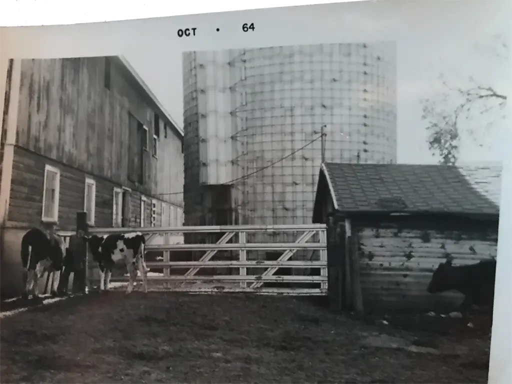 1964 cows About