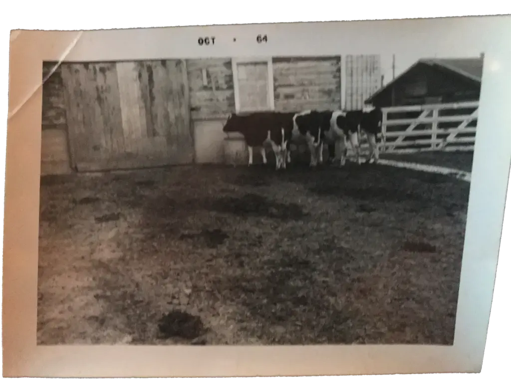 history cows 64 About