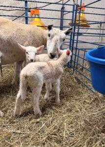 Mama sheep Ewenice with her 2 babies